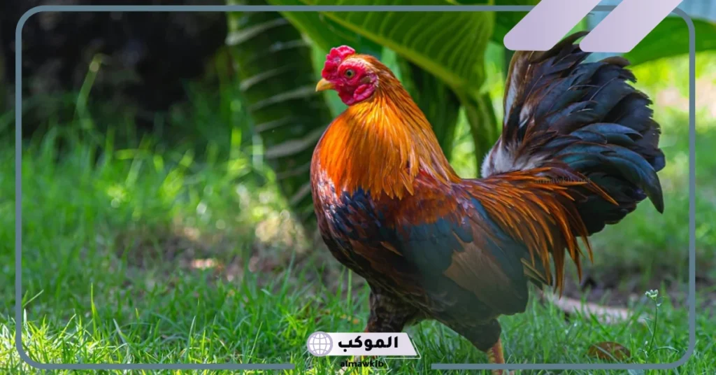 تفسير حلم الديك والدجاج للمتزوجه 