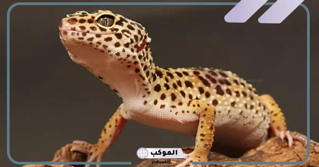 تفسير رؤيا قتل الوزغ في المنام لابن شاهين والنابلسي 6 رؤية الوزغ في المنام للرجل وقتله