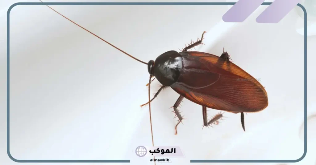 رمز الصرصور في المنام للعزباء والمطلقة والمتزوجة والهروب منه 5 تفسير حلم الهروب من الصراصير للعزباء