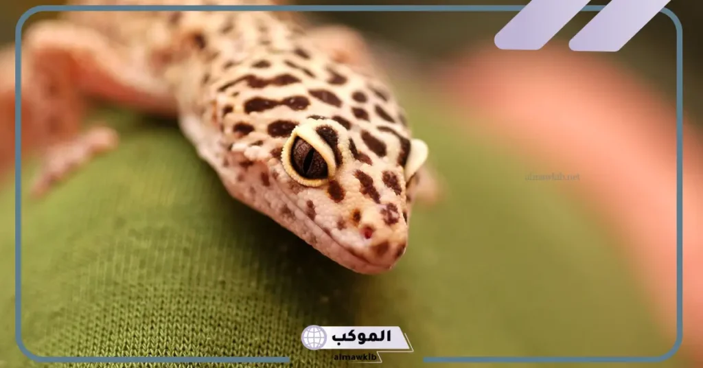 تفسير حلم الوزغ للعزباء والمطلقة وللمتزوجة في المنام لابن سيرين 6 تفسير حلم قتل الوزغ للعزباء