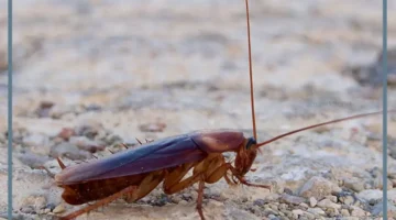 حلم صراصير كبيرة