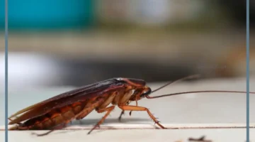 حلم صرصور كبير