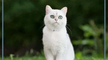 حلم قطة بيضاء