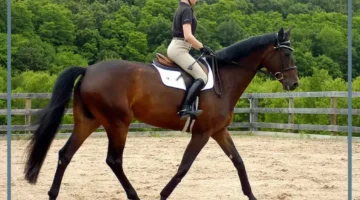 حلمت بركوب الخيل