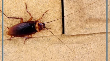 حلمت بصرصور