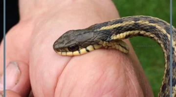 حلمت بقرص الثعبان