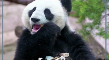 حيوان الباندا