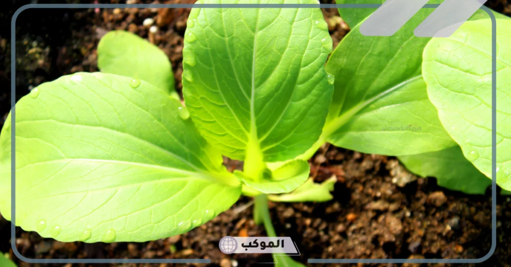 ماهي النباتات الوعائية اللابذرية واللاوعائية؟ 5 النباتات الوعائية اللابذرية