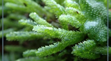 خصائص النباتات الوعائية