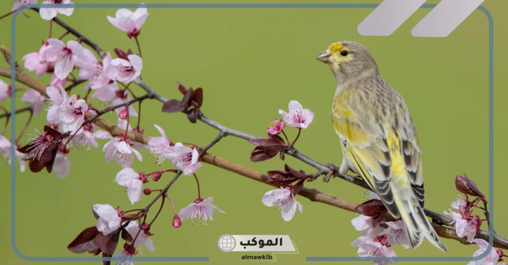 بحث عن خصائص الطيور السلوكية 5 أنواع الطيور وخصائصها