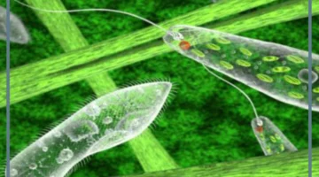 خصائص مملكة الطلائعيات