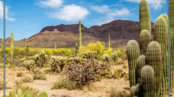 خواص النبات الصحراوي