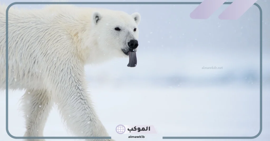 الدب القطبي يوجد في منطقة؟ صفات الدب القطبي 5 صفات الدب القطبي