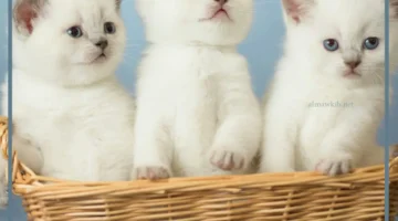 دلالة حلم قطة بيضاء