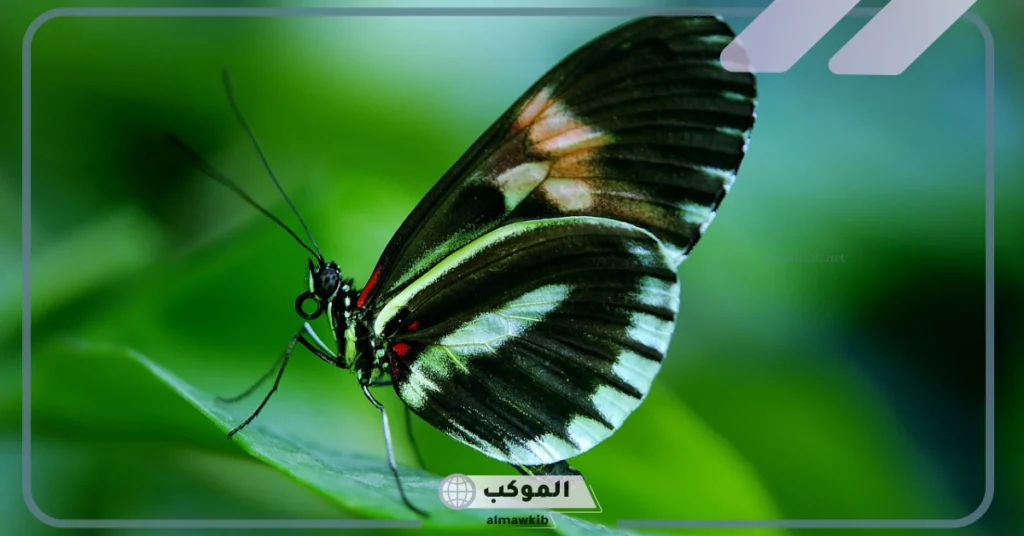 تحول اليرقة إلى فراشة