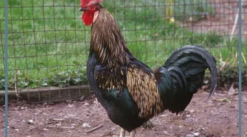 رؤية الديك في المنام للمتزوجة