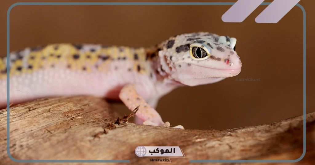 رؤية شخص يقتل الوزغ في المنام 