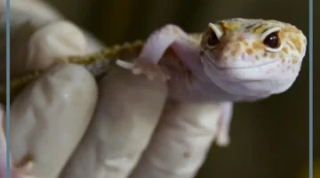 رمز حلم الوزغ