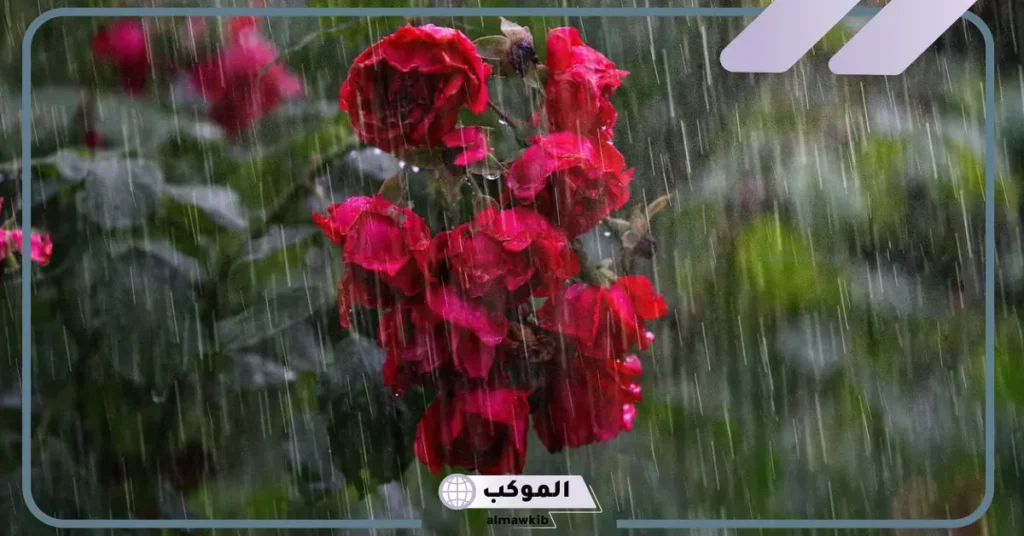 تفسير حلم مطر غزير في المنام عند ابن سيرين للعزباء 5 تفسير حلم نزول المطر بغزارة للعزباء