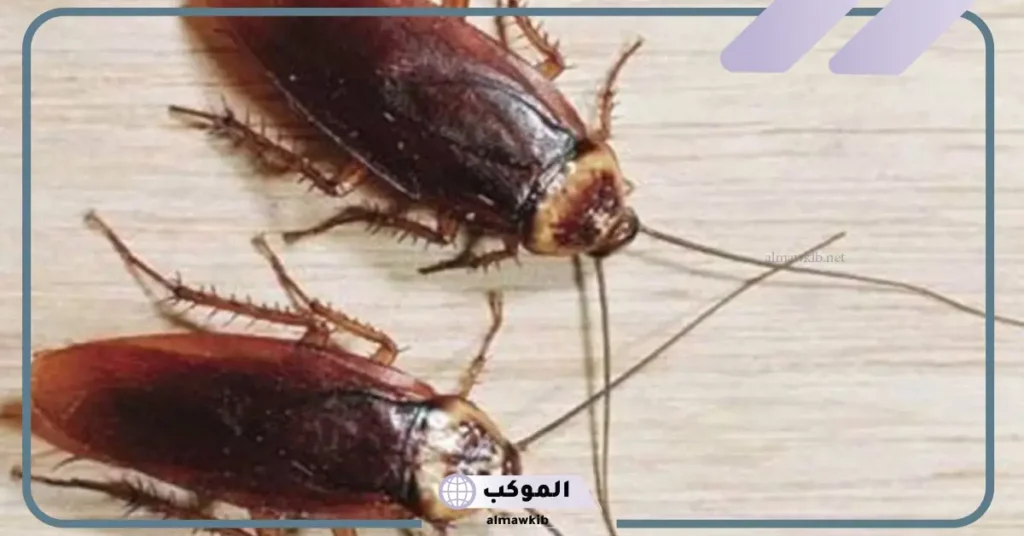 رؤية الصراصير في المنام للمتزوجة وقتلها