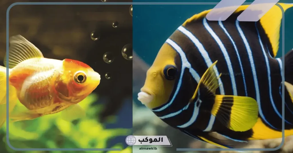 الوان السمك في قاع البحر.. أنواع سمك الزينة بالاسم 6 ما هي ألوان سمك الزينة