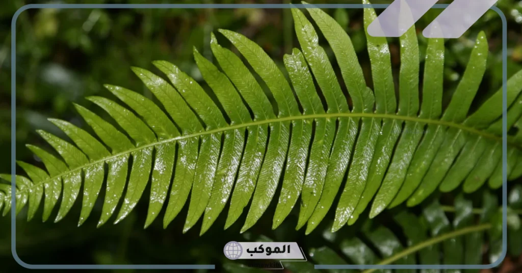 الفرق بين النباتات الوعائية واللاوعائية 