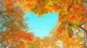 شهر نوفمبر شهر كام يوم