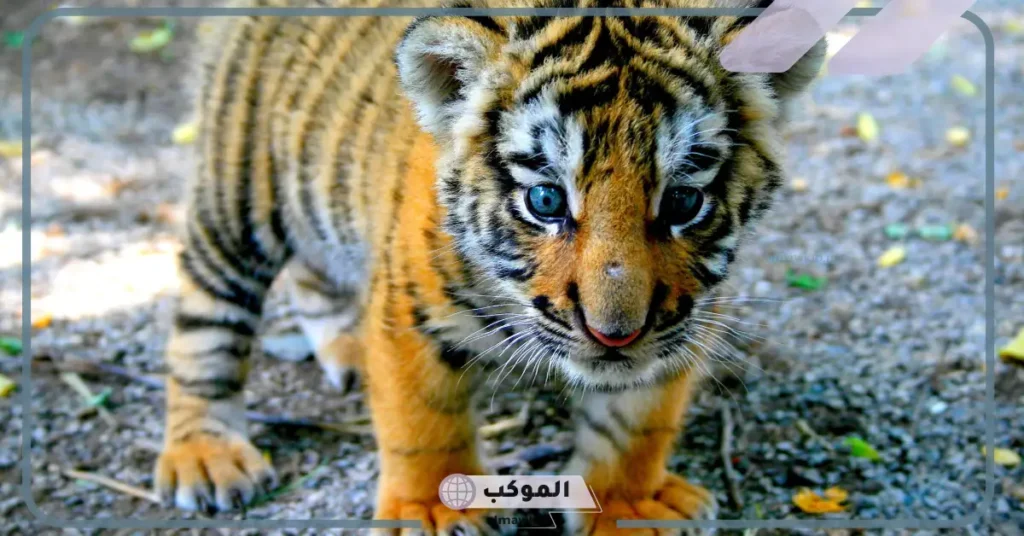 ما هو اسم صغير النمر؟ كيف شكل النمر وهو صغير 5 ابن النمر والاسد