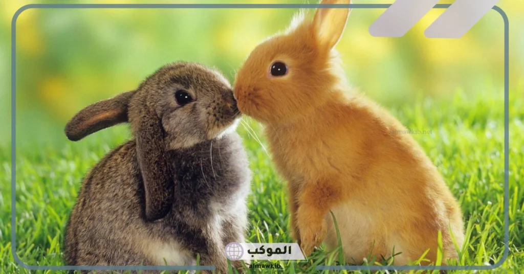 معلومات عن الأرنب 