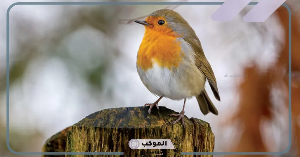 بحث عن خصائص الطيور السلوكية 6 الخصائص السلوكية للطيور