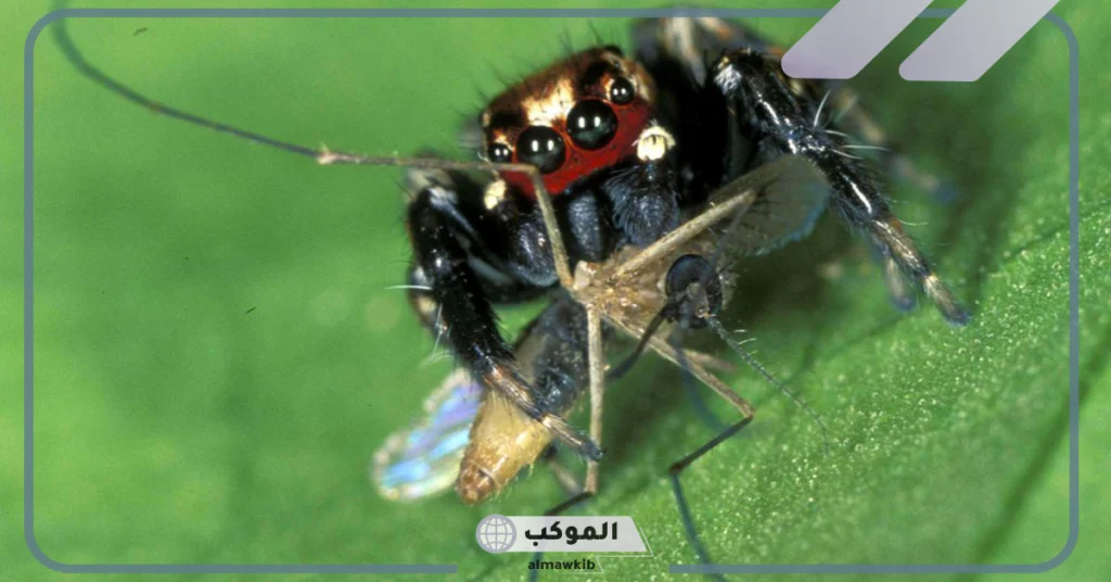 كم قلب للبعوض 