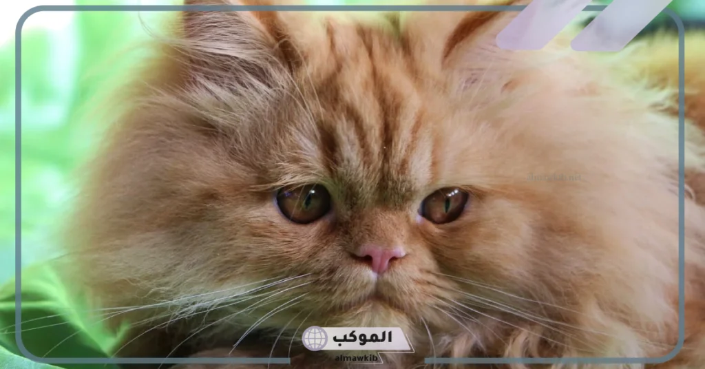 ماذا يأكل القط الشيرازي 