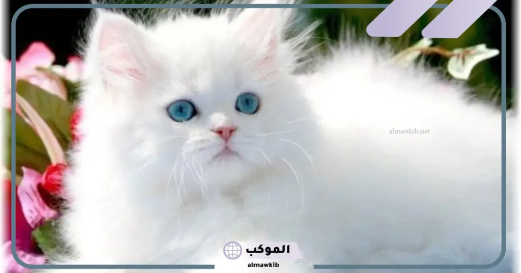 قطة بيضاء في المنام للعزباء