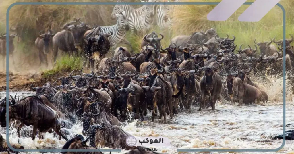 تعريف هجرة الحيوانات