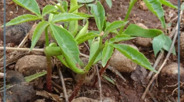 ما النباتات الوعائية