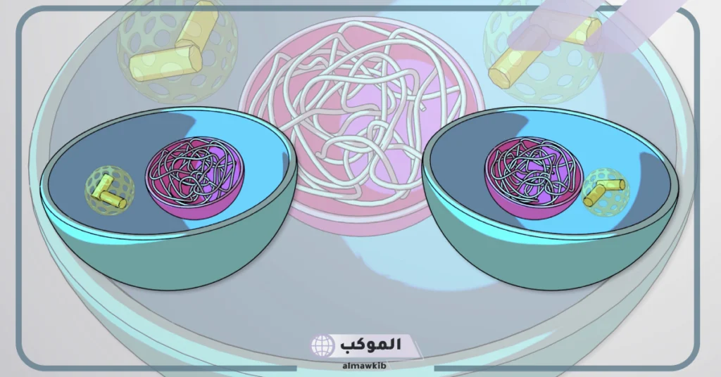 عدد مراحل الانقسام المتساوي .. اين يحدث الانقسام المتساوي 6 عدد الكروموسومات في الانقسام المتساوي