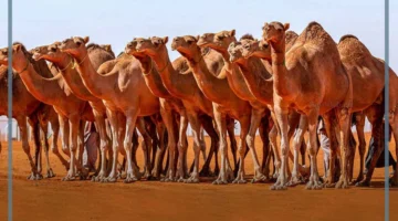 ما معنى الزود