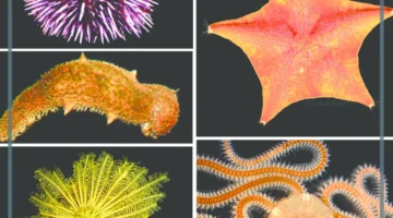 ما هي شوكيات الجلد