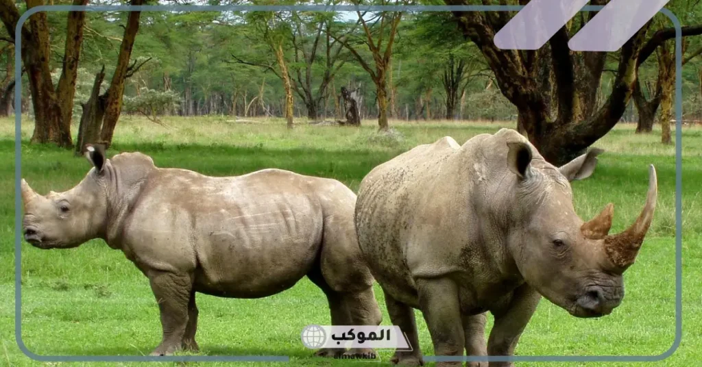 من ماذا يتكون قرن وحيد القرن