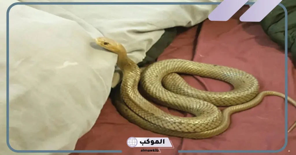 تفسير لدغة الأفعى في المنام للعزباء