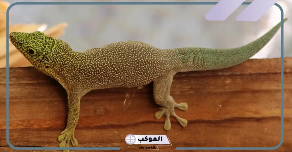 تفسير رؤيا قتل الوزغ في المنام لابن شاهين والنابلسي 5 رؤية الوزغ في المنام للعزباء وقتله