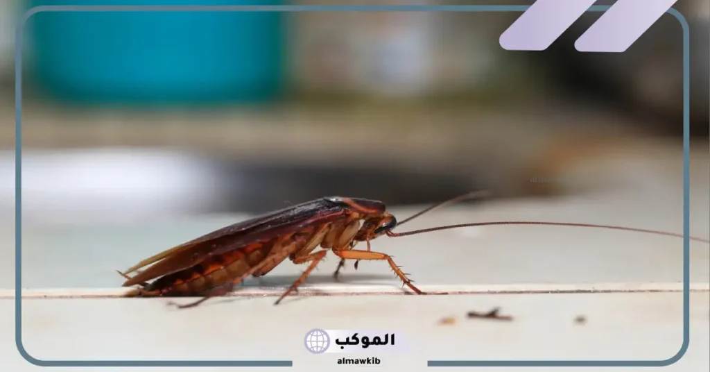 الصراصير في المنام للعزباء