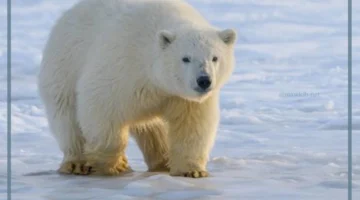 معلومات الدب القطبي