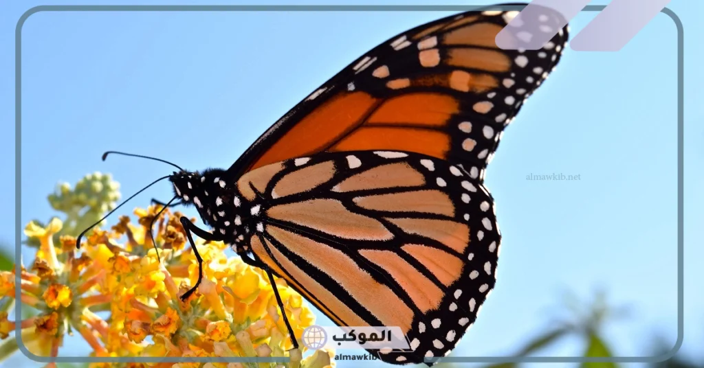 التحول الغريب داخل الشرنقة