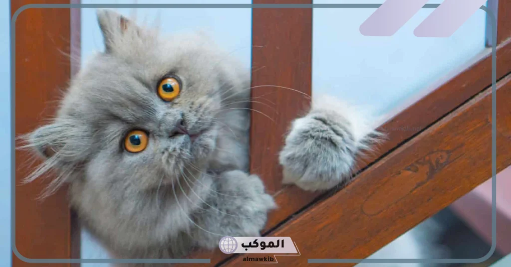 سلوكيات القطط الشيرازي 