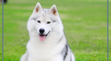 معلومات عن الكلاب الجولدن