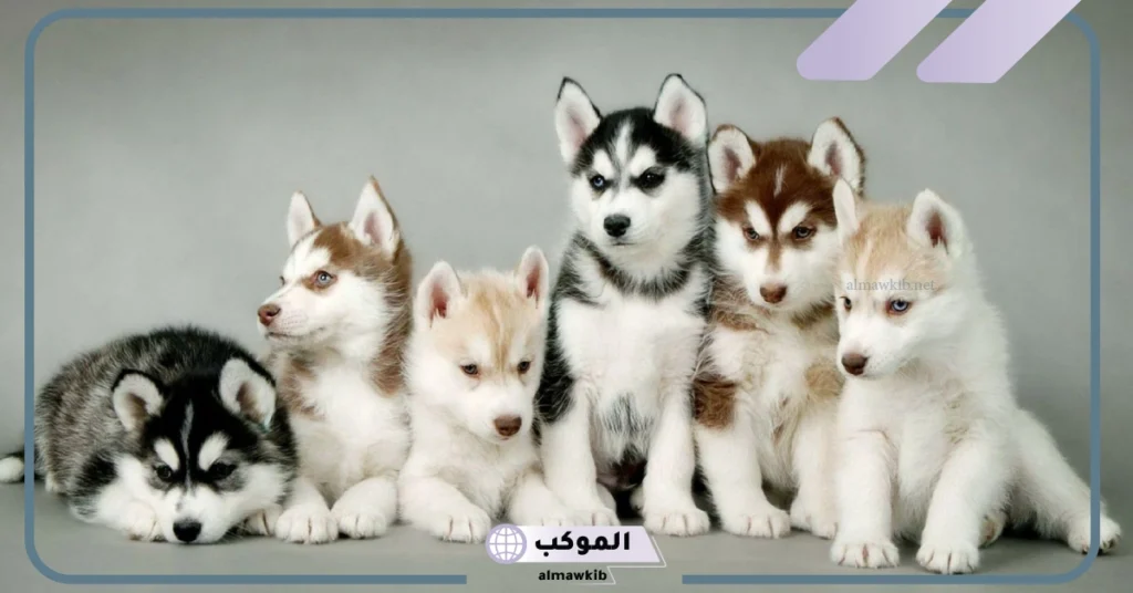 معلومات عن الكلاب الجيرمن شيبرد 