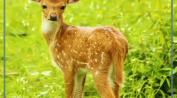 معلومات عن صغير الغزال