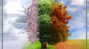 معلومات عن فصول العام