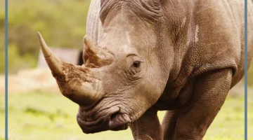 معلومات عن وحيد القرن 1